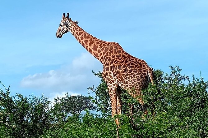 2 Days Safari Tsavo East - Accommodation and Meals