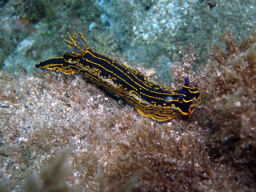 2-Dive Guided Scuba Diving For Qualified Divers - Dive Details and Safety