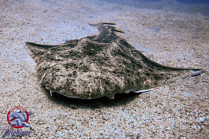 2 Diving Sites Scuba Diving Package in Gran Canaria - Practicalities: What You Need to Know