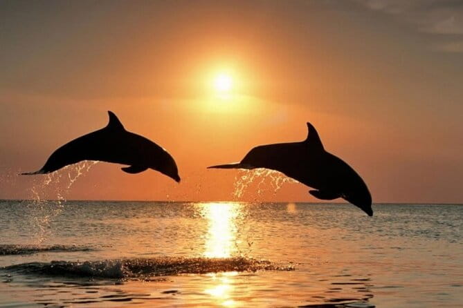 2-Hour Dolphin Guided Safari NP Brijuni from Fazana - Who Will Love This Tour?