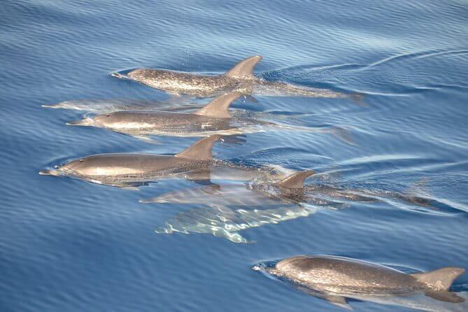 2-Hour Dolphin Watching Experience in Fuerteventura - Exploring the Fuerteventura Dolphin Watching Tour