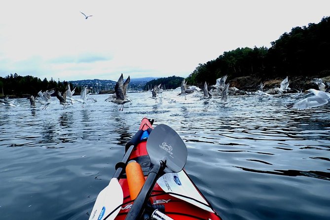 2- Hour Kayak Trip on the Oslo Fjord - Transportation Options