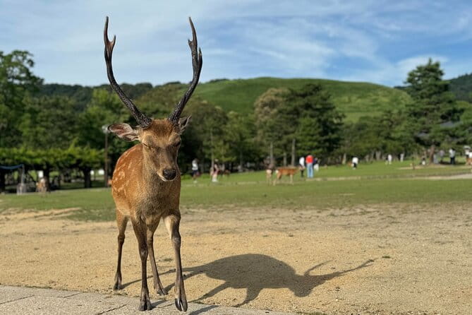 2-Hour Nara: Discover Every Bit of Tohdaiji-Temple Private Tour - Key Points