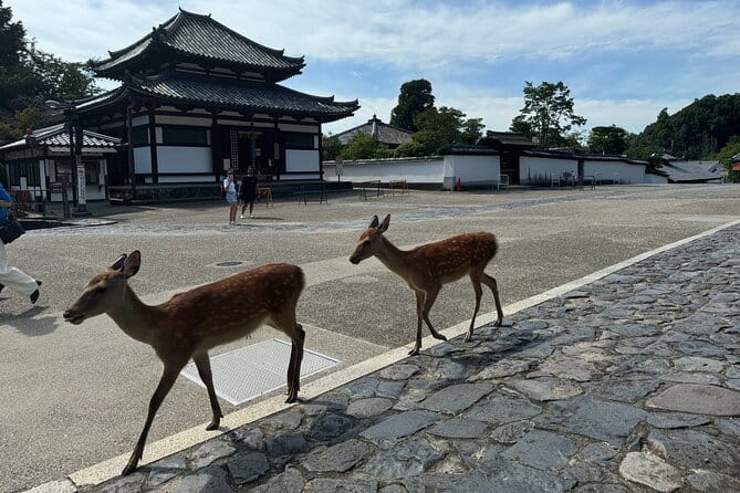 2-Hour Nara: Discover Every Bit of Tohdaiji-Temple Private Tour - Tips for a Memorable Experience