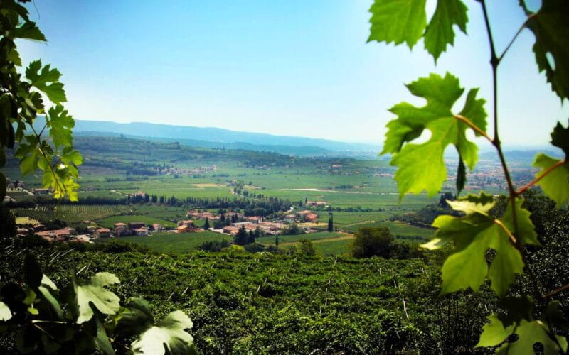 2-hours Amarone Wine Tour with Sommelier Wine Tastings - Practical Tips for Your Visit