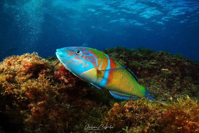 2 Hours Guided Snorkeling Tour in Playa Chica - Key points / Takeaways