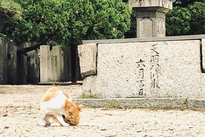 2 Hours Private Guided Walking Tour in Osaka - Inclusions and Amenities