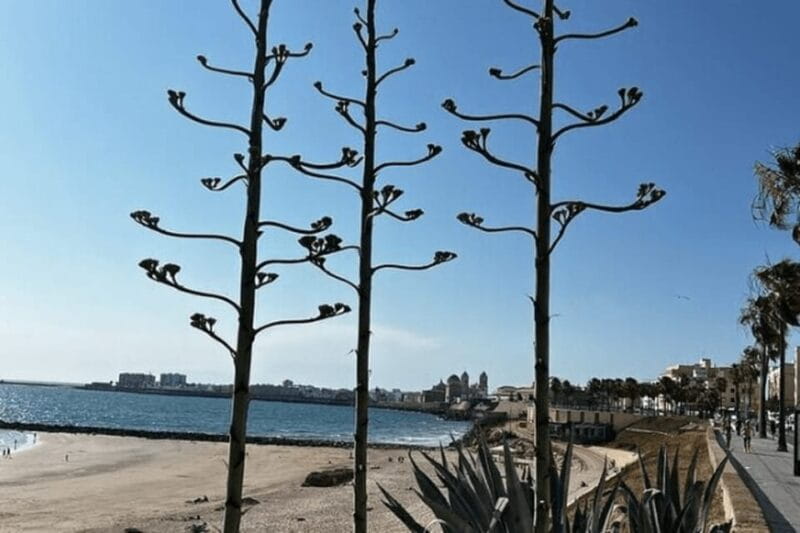 2 Hours Private Historical Tour in Cadiz - A Closer Look at the 2-Hour Cadiz Experience