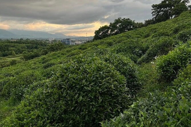 2 Hours Tea House and Tea Garden Trip in Ozurgeti Georgia - Who Will Enjoy This Tour Most?