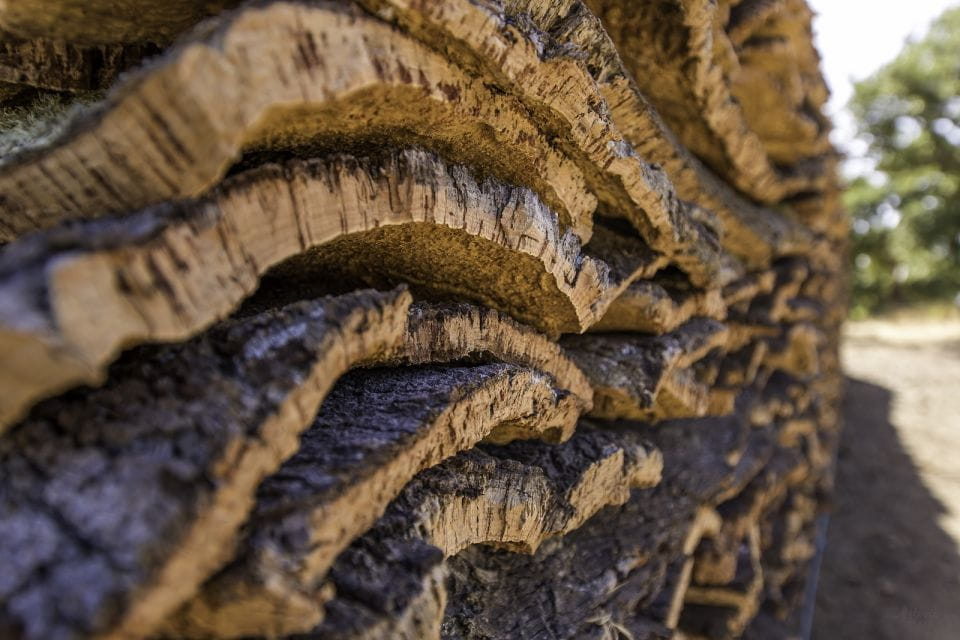 2 Hr Walk in the Cork Forest - Exploring Cork Forests