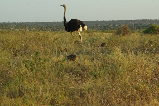 2 Nights 3 Days Masai Mara Safari Package - Reviews and Ratings