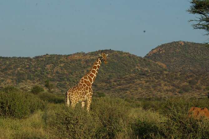 2 Nights 3 Days Masai Mara Safari Package - Highlights of the Safari