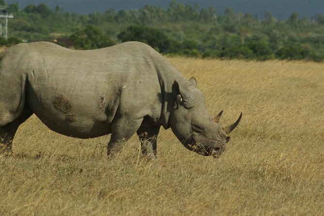 2 Nights 3 Days Masai Mara Safari Package - Booking and Cancellation Policy