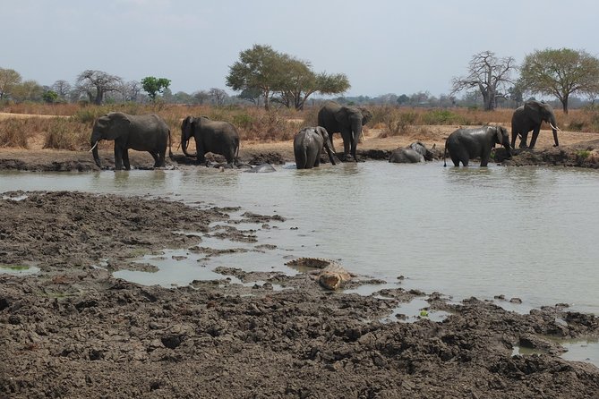 2 Nights 3 Days Safari to Mikumi National Park - Cancellation and Refund Policy