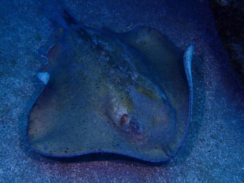 2 PRIVATE GUIDED DIVES - Exploring Lanzarote’s Underwater Wonders with Private Guided Dives