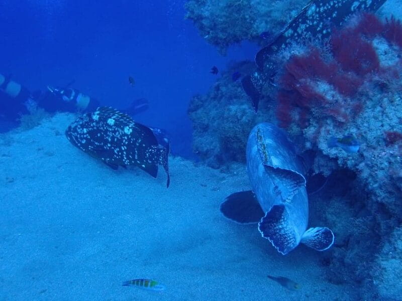 2 PRIVATE GUIDED DIVES - Who Is This Tour Best For?