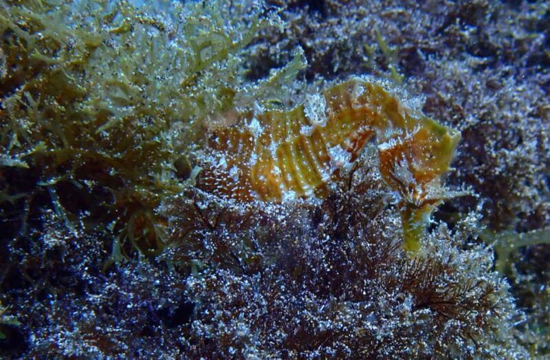 2 PRIVATE GUIDED DIVES - Entering the Water: What You Need to Know