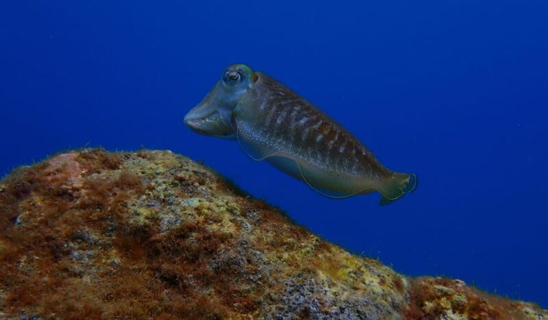 2 PRIVATE GUIDED DIVES - Detailed Breakdown of the Experience