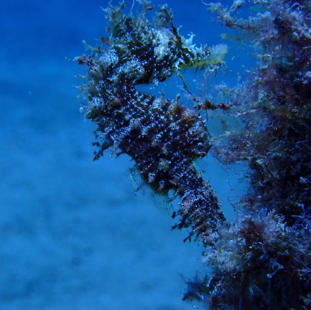 2 PRIVATE GUIDED DIVES - Who Will Enjoy This Experience Most?