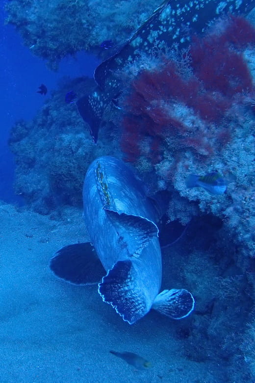 2 PRIVATE GUIDED DIVES - Final Thoughts