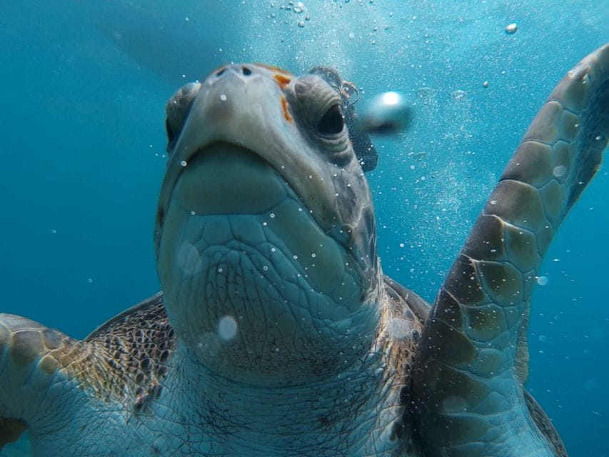 20 Minute Try Dive for Beginners - Key Points