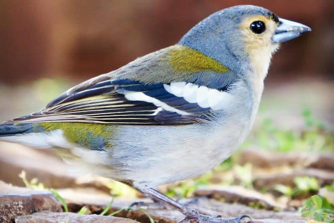 "25 Fountains" Walk / Lost In The Beautiful Forest - The Full Experience: A Deep Dive