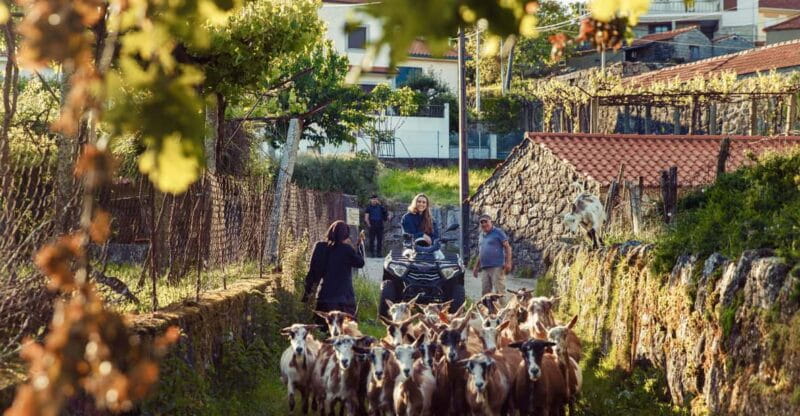 2h Quad Tour  Arcos de Valdevez  Peneda Gerês - Wildlife and Nature Encounters