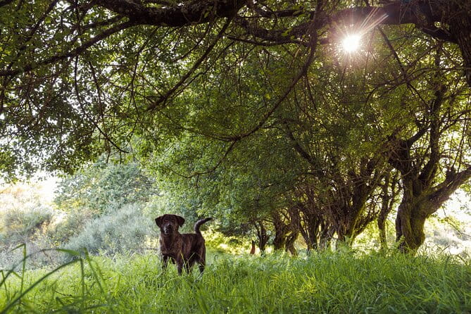 2h Quad Tour  Arcos de Valdevez  Peneda Gerês - FAQ