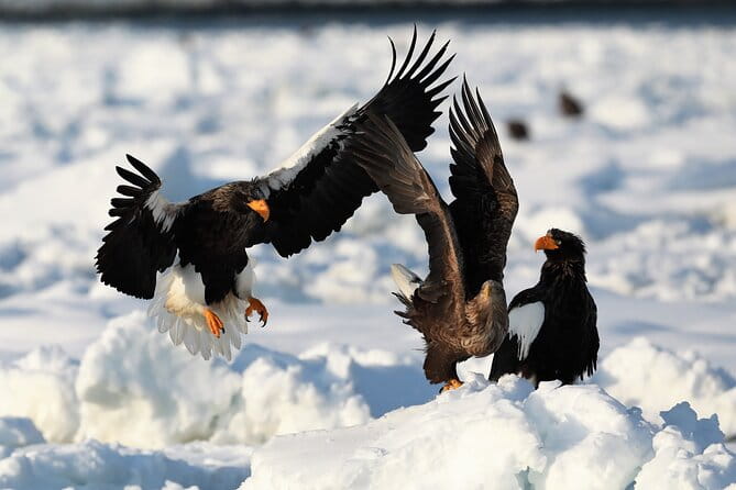 2hours Drift Ice Walk Guided Tour in Shiretoko National Park - Safety and Preparation Guidelines
