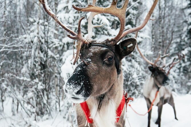 2km Sleigh Ride & Feeding Experience at Traditional Reindeer Farm - Practical Details and Value