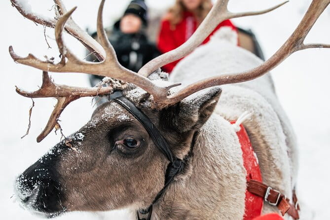 2km Sleigh Ride & Feeding Experience at Traditional Reindeer Farm - The Bottom Line