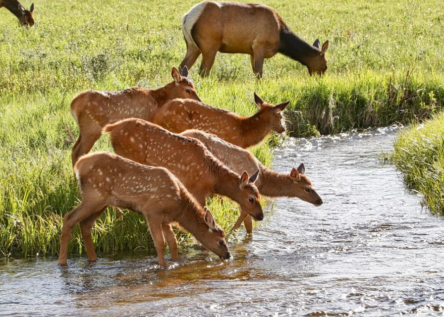 3/4 Day RMNP Mtn to Sky+Bear Lake Rd Tour-RMNPhotographer - Frequently Asked Questions