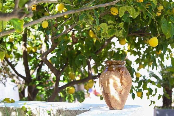 3-Course Organic Dinner in Garden with Views of French Riviera - Authentic Hospitality and Social Vibes