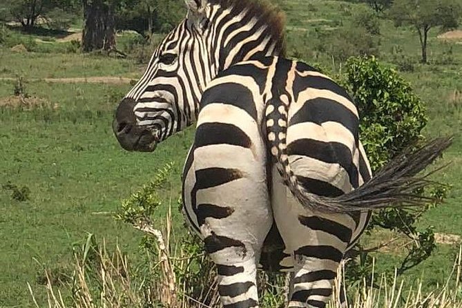 3 Day Essential 4x4 Safari: Manyara, Tarangire & Ngorongoro - Traveler Recommendations