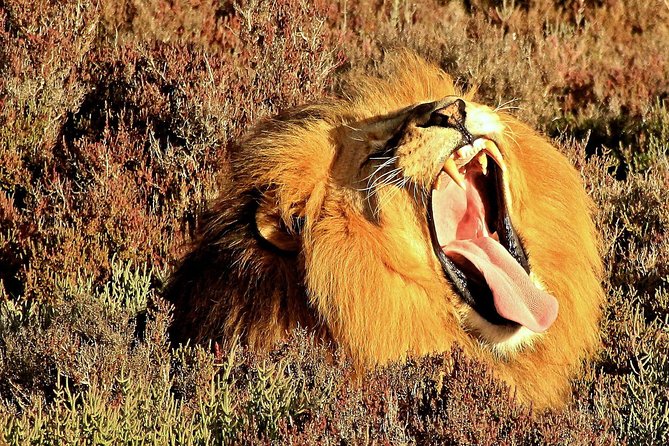 3 Day Garden Route Highlights and Safari With Private Transfers - Optional Activities