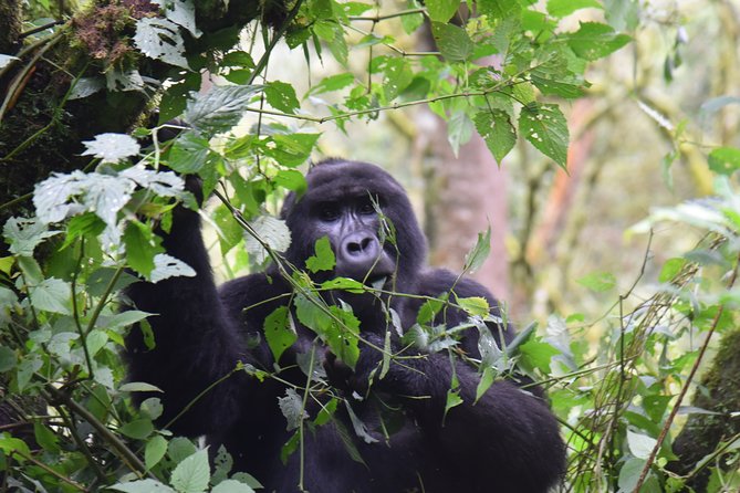 3-Day Gorilla Trekking Safari in Bwindi Impenetrable Forest - Scenic Kigezi Highlands
