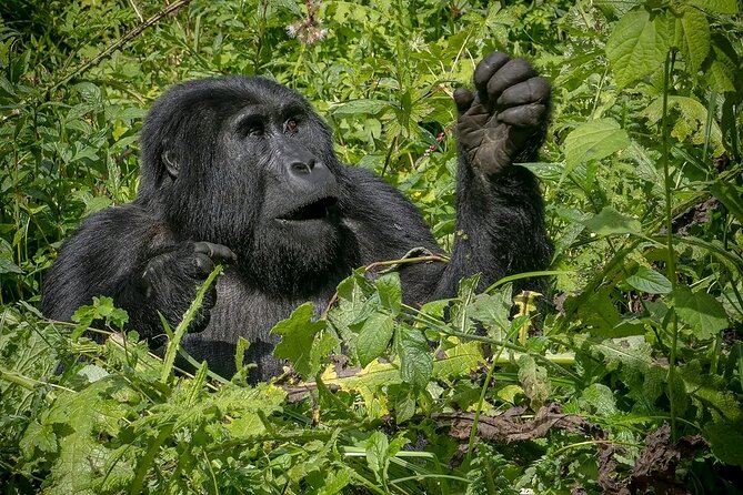 3-Day Gorilla Trekking Safari in Bwindi Impenetrable Forest - Tour Duration and Accessibility