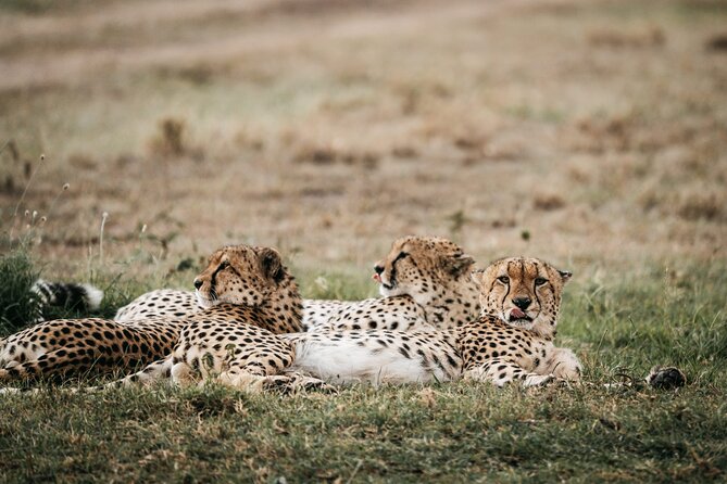 3-Day Masai Mara Luxury Safari - Medical and Emergency Support
