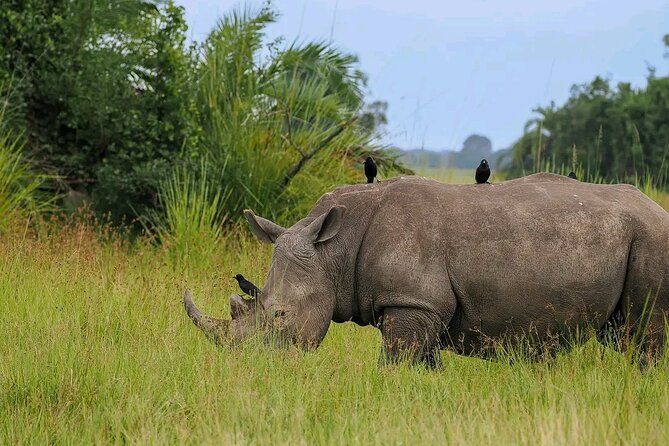 3 Day Murchison Falls and Wildlife Viewing Safari - Accommodation and Meals