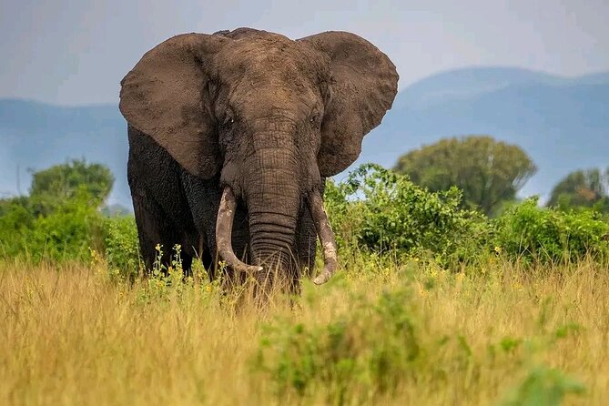 3 Day Murchison Falls and Wildlife Viewing Safari - Pickup and Accessibility