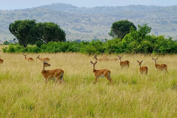 3 Day Murchison Falls and Wildlife Viewing Safari - What to Expect