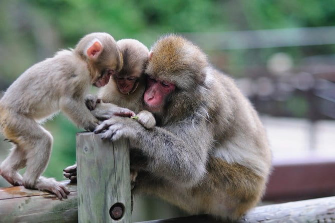 3-Day Private Tokyo and Nagano: Snow Monkeys, Tsukiji Market and Bullet Train - Booking Information and Cancellation Policy