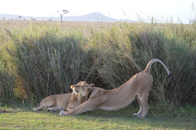 3-Day Small-Group Tanzania Safari Tour From Arusha - General Information