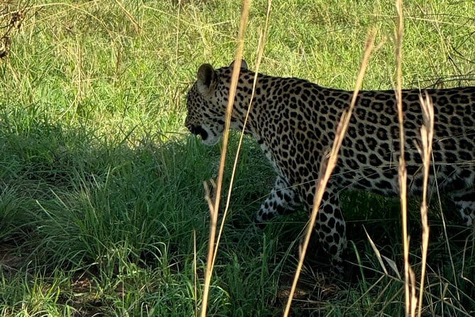 3 Days Murchison Falls National Park Safari & Rhino tracking - Exploring Murchison Falls: The Crown Jewel