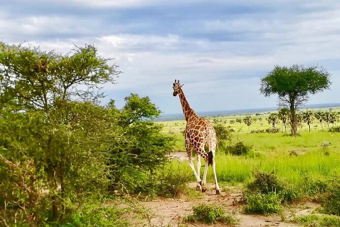 3 Days Murchison Falls National Park Safari & Rhino tracking - FAQs