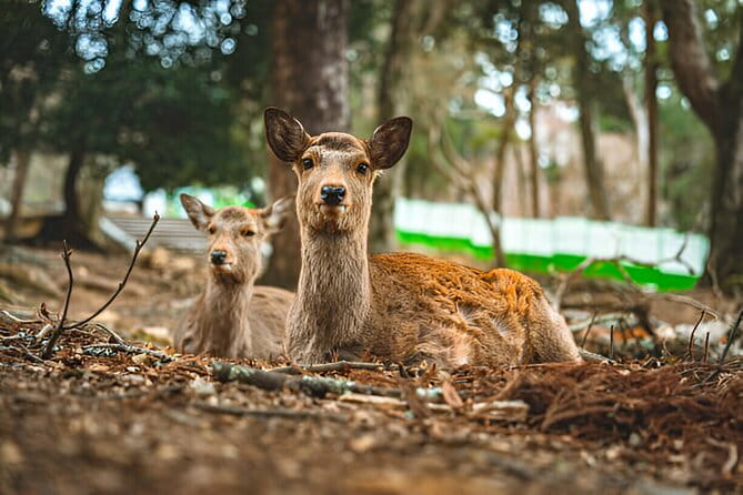 3 Days Private Osaka Kyoto and Nara Tour With English Driver - Kyoto Sights