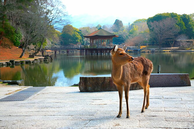 3 Days Private Osaka Kyoto and Nara Tour With English Driver - Transportation and Accessibility