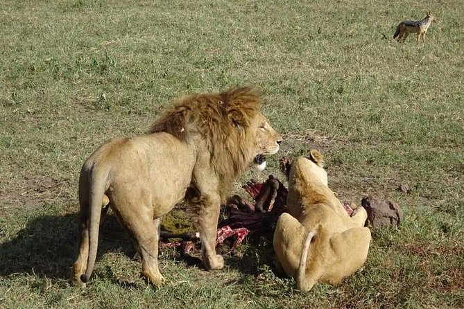 3 Days Tarangire, Lake Manyara and Ngorongoro - Accessibility