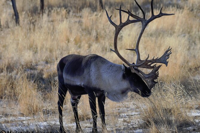 3 Days Tour Fall Color in Yukon From Whitehorse - Accommodation and Meals