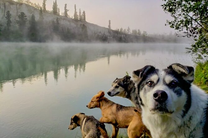 3 Days Tour Fall Color in Yukon From Whitehorse - Tour Inclusions and Details